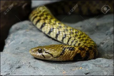 Lequel de ces serpents n'est pas venimeux ?