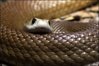 Le serpent le plus dangereux du monde, c'est :