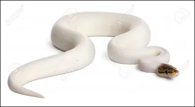 Lequel de ces serpents est inoffensif pour l'homme ?