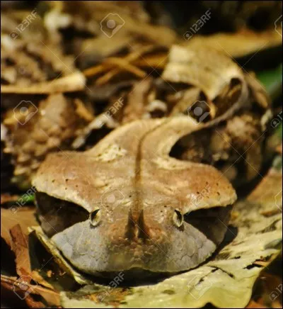 Lequel de ces serpents fait moins de 5 mètres de long ?