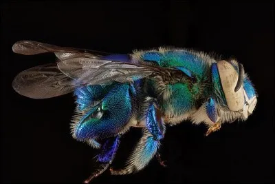 Qu'elle est belle cette abeille bleue irisée ! Qu'est-ce donc ?