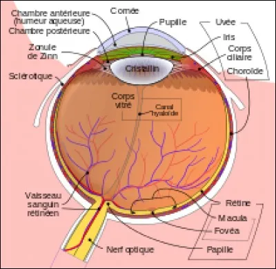 Quel est l'organe de la vision ?