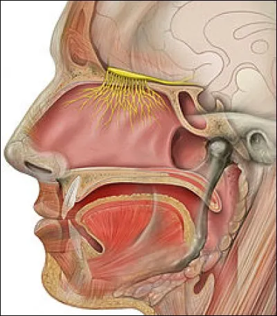 Comment nomme-t-on l'odorat ?