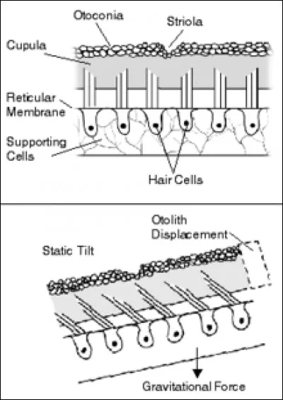 À présent, découvrons les quatre autres sens. Quelle(s) partie(s) du corps permet(tent) l'équilibrioception ?