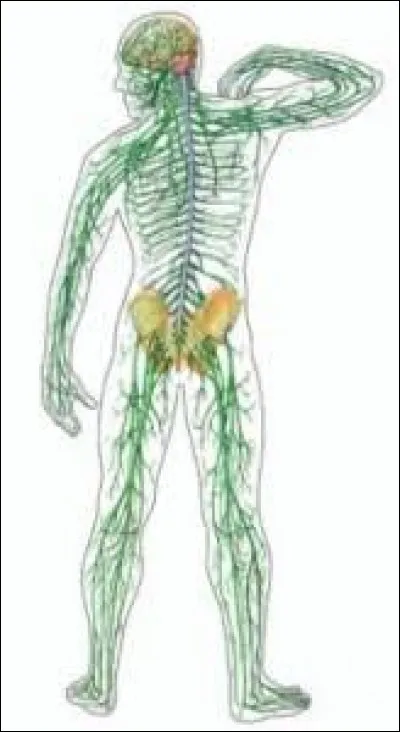 La nociception est le sens qui permet la sensation de...