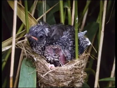 Où se déroule l'action de 'Vol au-dessus d'un nid de coucou' avec Jack Nicholson ?