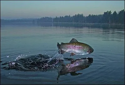 Identifiez le poisson, mais si vous ne trouvez pas, ne prenez pas la mouche !