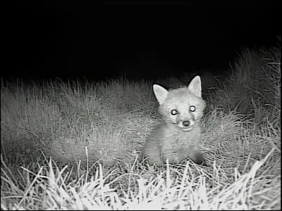 Identifiez l'animal !