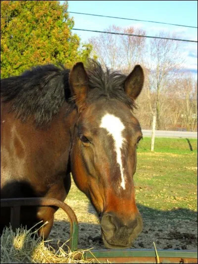 Comment s'appelle toute la partie du cheval qui est entre les deux yeux?