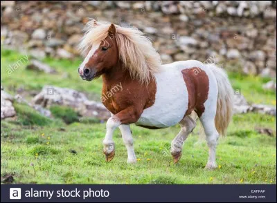 Comment s'appelle le tout petit poney ?