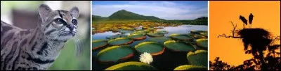 Le Pantanal est une des plus grandes zones humides. 
Cette région peu fréquentée constitue l'écosystème le plus dense de la planète. Dans quel pays se situe-t-elle majoritairement ?