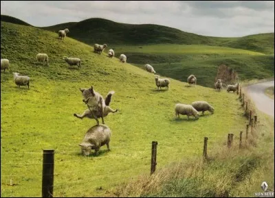 Loup de poup&eacute;e italienne.