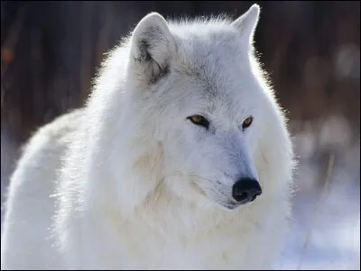 Il est connu comme le loup blanc.