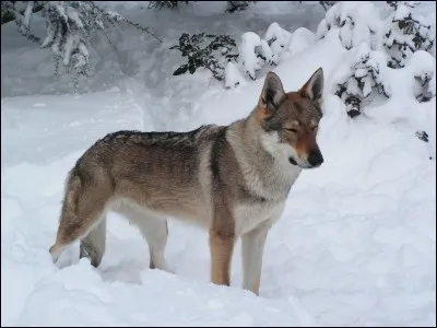 Le loup du roman de Renart.