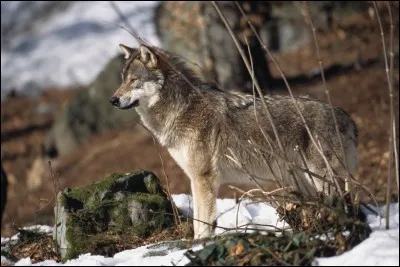 Le loup de la fable.