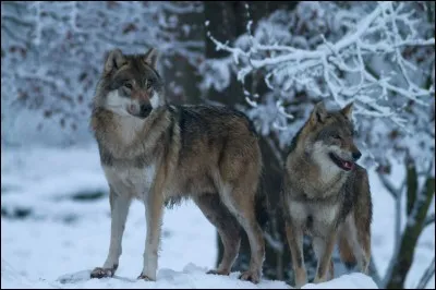 Lieu o&ugrave; se repose le loup durant le jour.