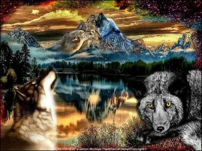 Son avis int&eacute;resse le loup.