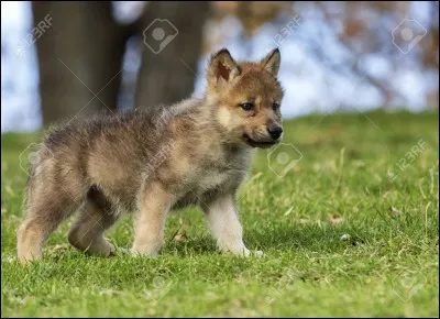Jeune loup d'un &agrave; deux ans.
