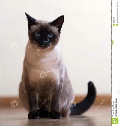Quelle est cette race de chat ?