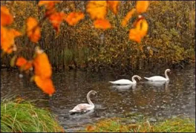 Quand fête-t-on Thanksgiving ?