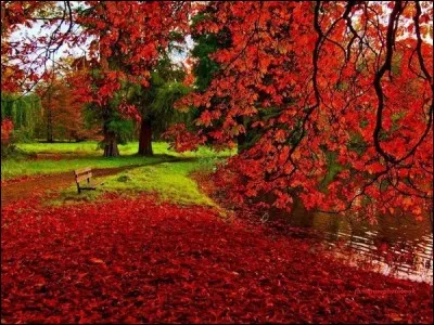 Quels mâles profitent de l'automne pour commencer à chercher une femelle ?