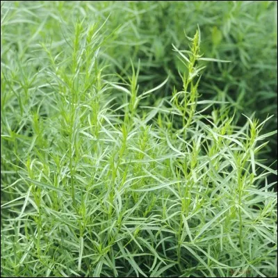 Quelle est cette aromate ?