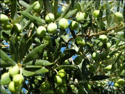Est-ce que les olives de l'olivier sont comestibles dès leur apparition dans nos jardins ?