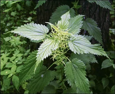 L'ortie est une plante comestible.