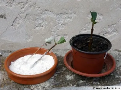 Dans quoi trempe-t-on les boutures pour qu'elles poussent plus vite ?