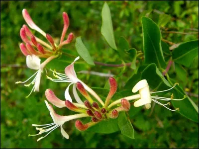 Le chèvrefeuille est-il mangeable ?
