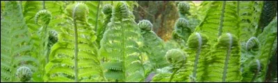 Les fougères sont-elles toxiques pour les équidés ?