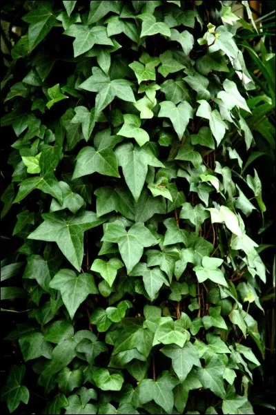 Le lierre possède des...