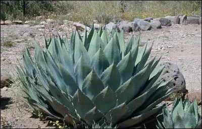 L'agave a des bienfaits, car...