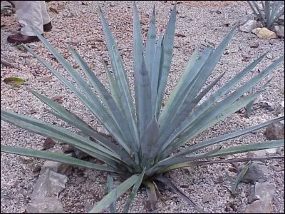À quoi sert l'agave bleue ?
