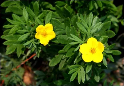 Comment se nomme cette fleur ?