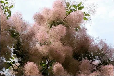 Comment s'appelle cet arbuste ?