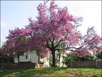 Comment s'appelle cet arbre ?