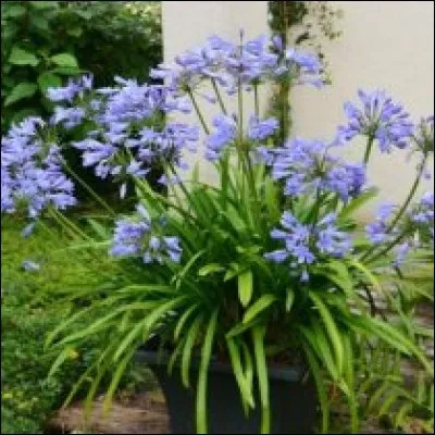 Quelle plante fleurit 4 ans après être mise en pot ?