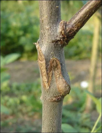 Pourquoi certains pommiers que l'on trouve dans les vergers ont-ils de gros abcès sur leurs écorces ?