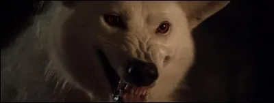 Quel loup des Stark mord Joffrey Baratheon à la main ?