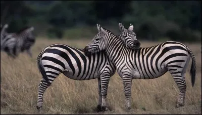 Quel câlin ! La première lettre du nom de ces animaux est Z. Que trouve-t-on juste après le Z ?