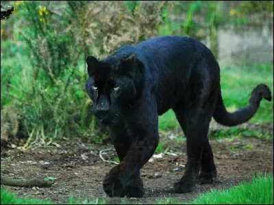 Elle n'est pas rose comme dans les dessins animés mais noire ! Bien sûr, c'est une... (Chut ! Il faut d'abord écrire son nom !). Le début est "pan". Termine le mot avec...