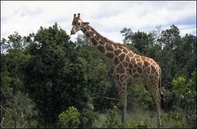 Son plat favori est composé de feuilles d'acacias. Quelle est la première lettre du nom de cet animal ?