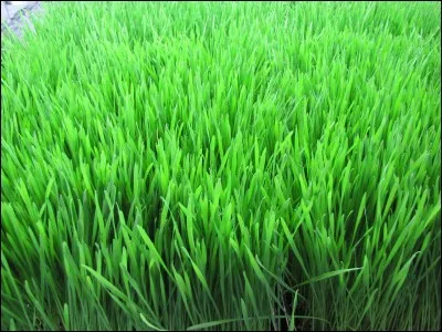 Quel animal mange de l'herbe ?