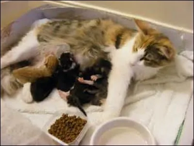 Comment sont-ils à la naissance ?