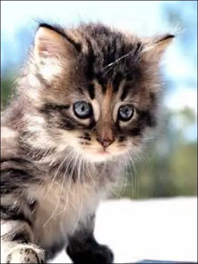 Dans combien de jours pourra-t-il enfin ouvrir les yeux ?