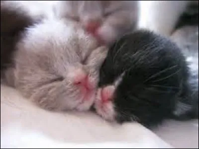 Quel poids fait le chaton à sa naissance ?