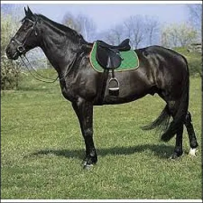 Pourquoi on met une selle sur un cheval ?