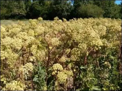 Quelle culture d'une plante utilisée en médecine et en gastronomie depuis l'Égypte ancienne perdure dans ce marais ?