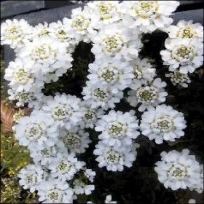Cette plante a floraison printanière, utilisée dans les rocailles et pour la confection de bordures, est surnommée ...